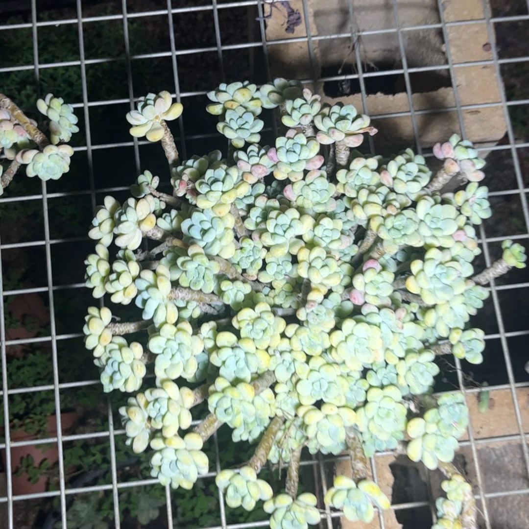 新疆西藏内蒙不包邮劳尔