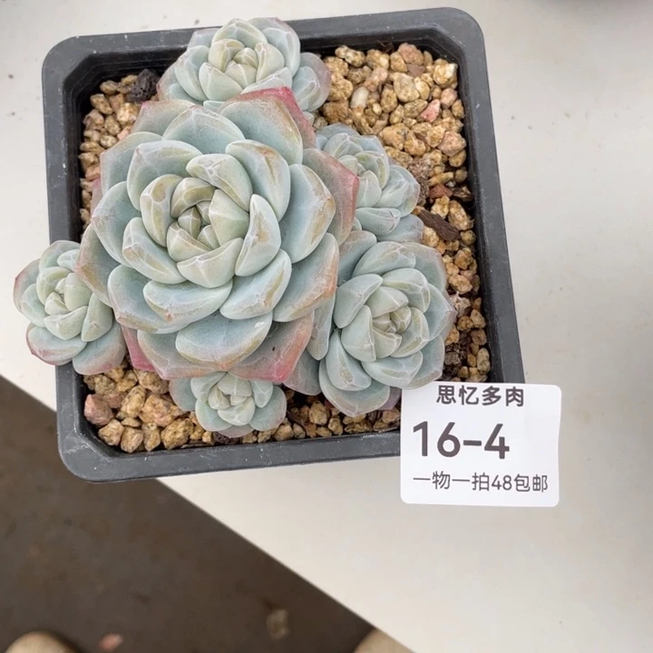 康***熈呜呜呜呜呜呜呜康熙