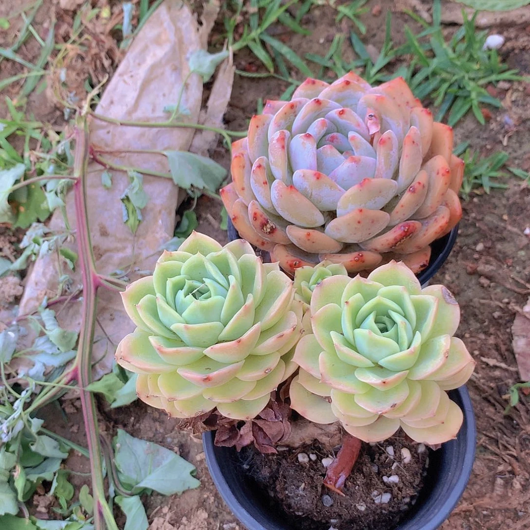 橙梦露哈密瓜打包234567788