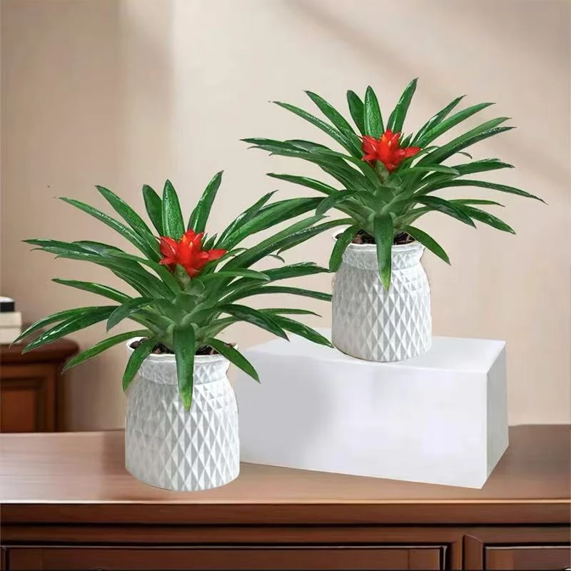 阳光河畔买一送一鸿运当头盆栽室内绿植凤梨水培好养活净化空气