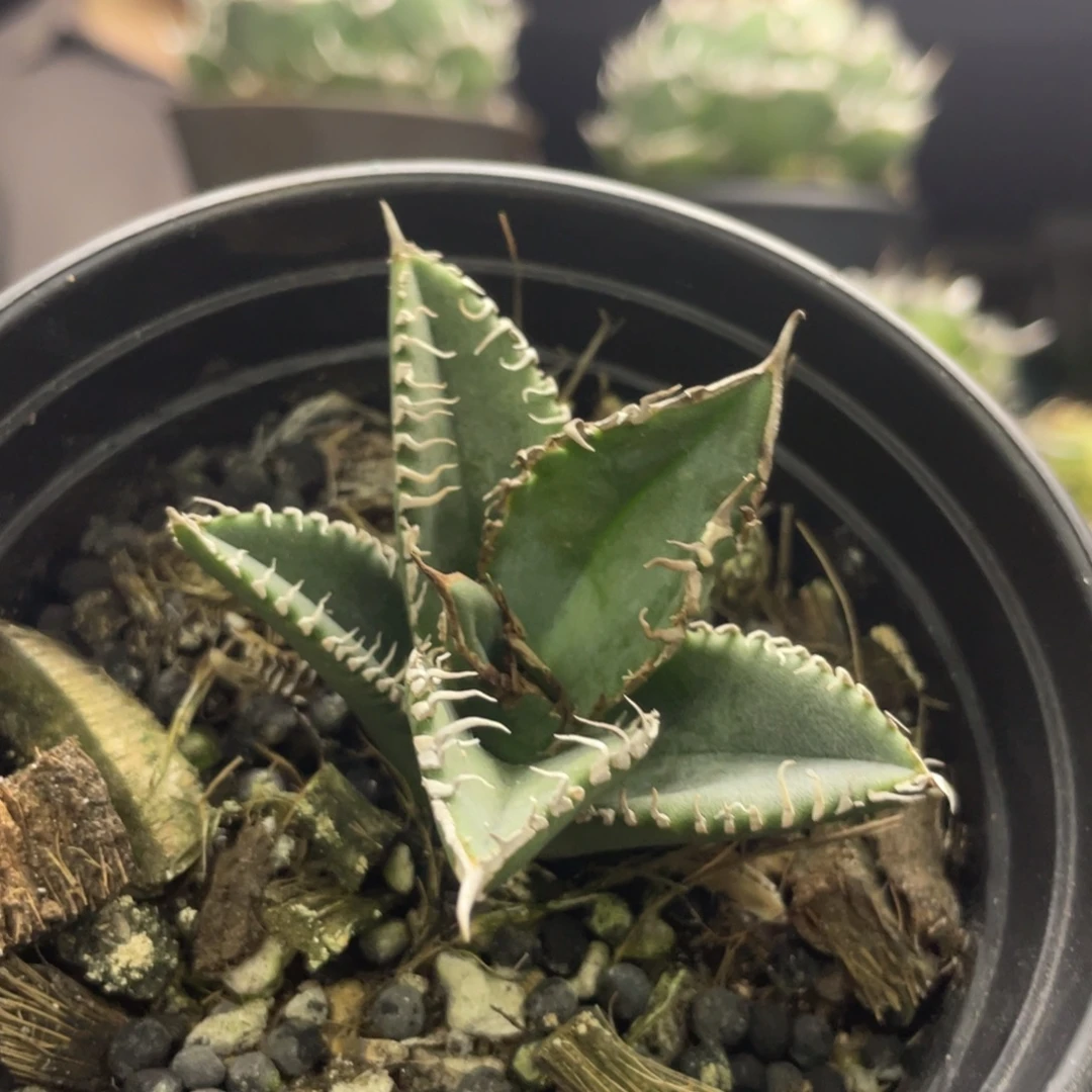 陸版麻花背刺888888888