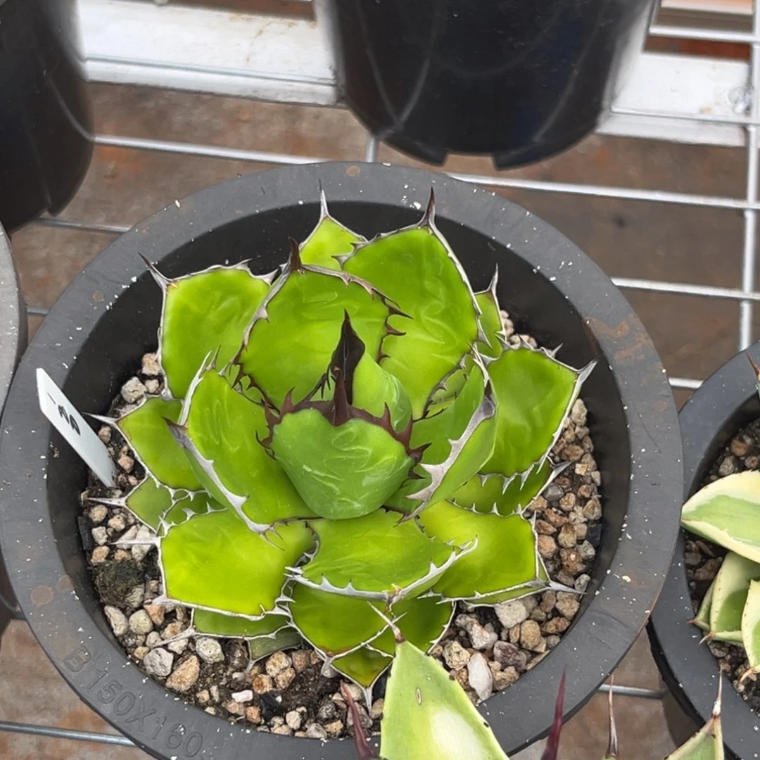霍利达  优选 绿植盆栽
