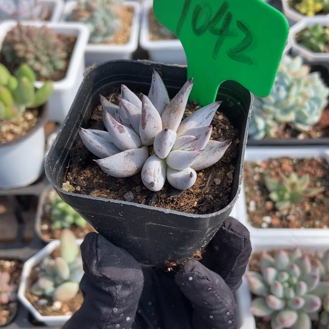 1042磨爪多肉植物保护