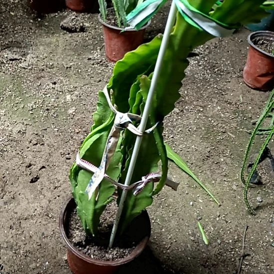 用***3完全开放令箭何花220号