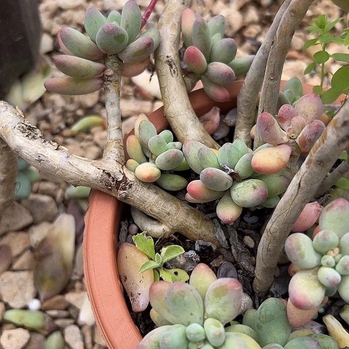 苹果奶瑕疵。