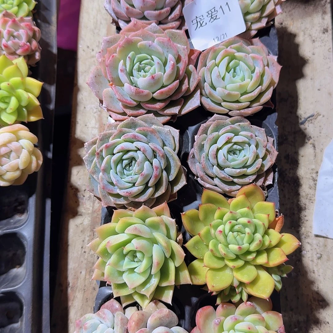 直播福利一物一拍11