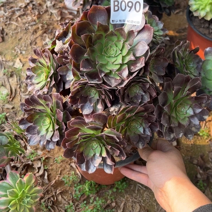 黑魔多肉植物090.