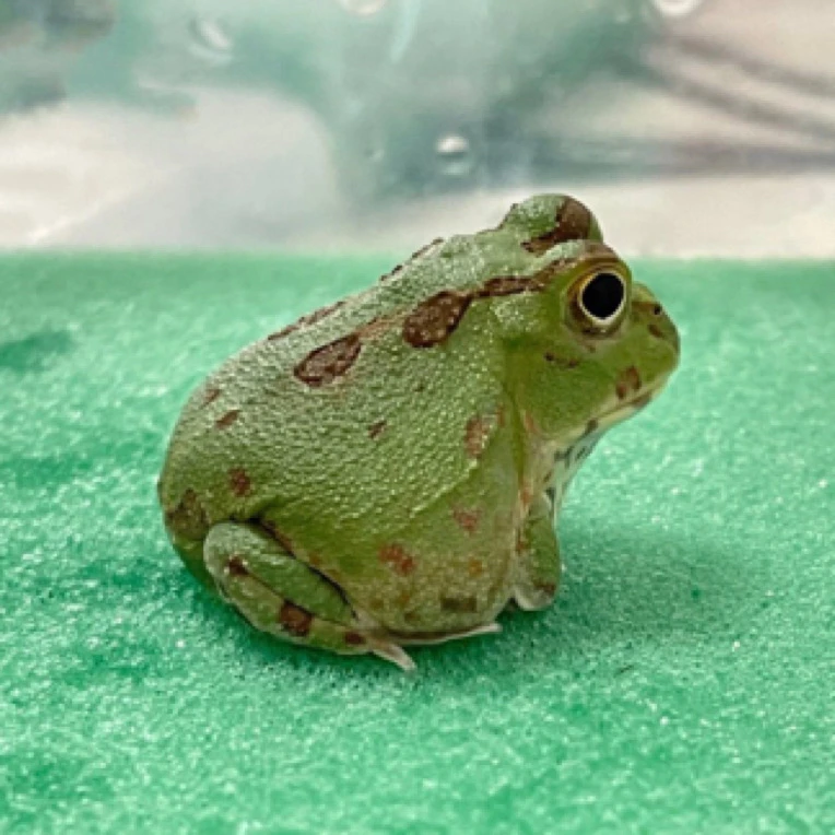 角蛙饲养盒镊子套装