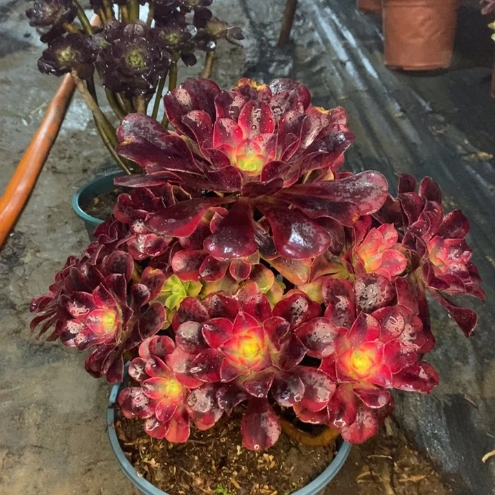 美杜莎多肉植物26。