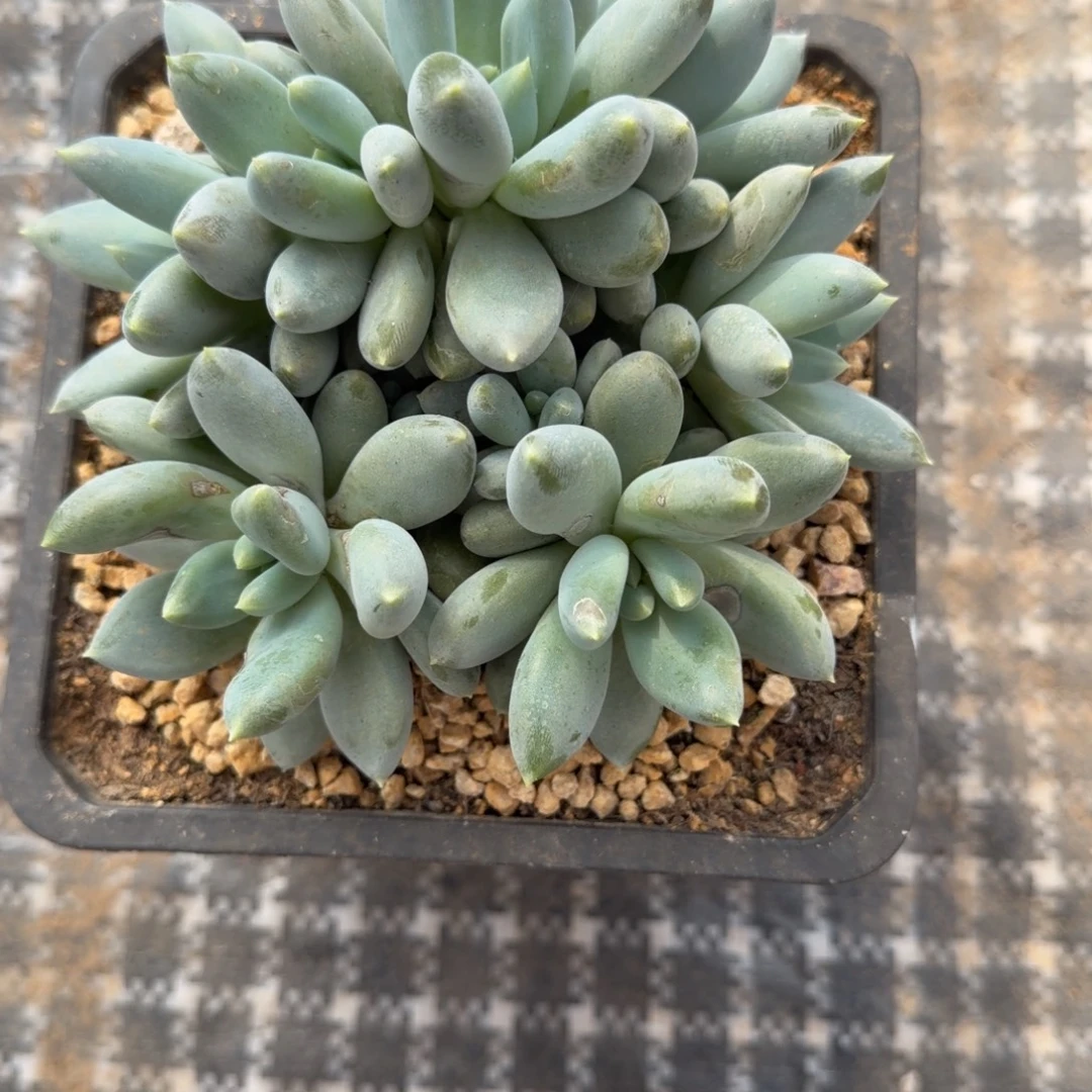 一物一拍黄胖哥特福利款53