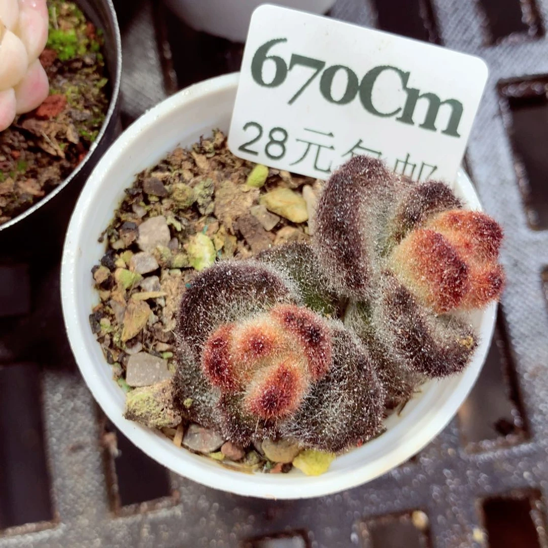 5厘米盆精控多肉670