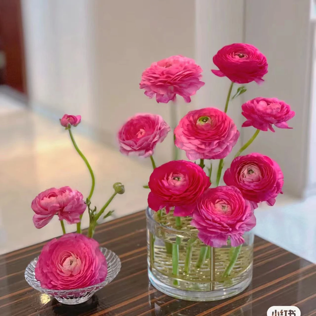 玫红色洋牡丹 玫瑰鲜花 全场买两单及以上包邮 云南基地直发