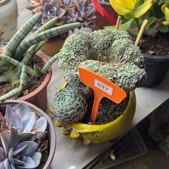 一**光白胖子多肉植物037