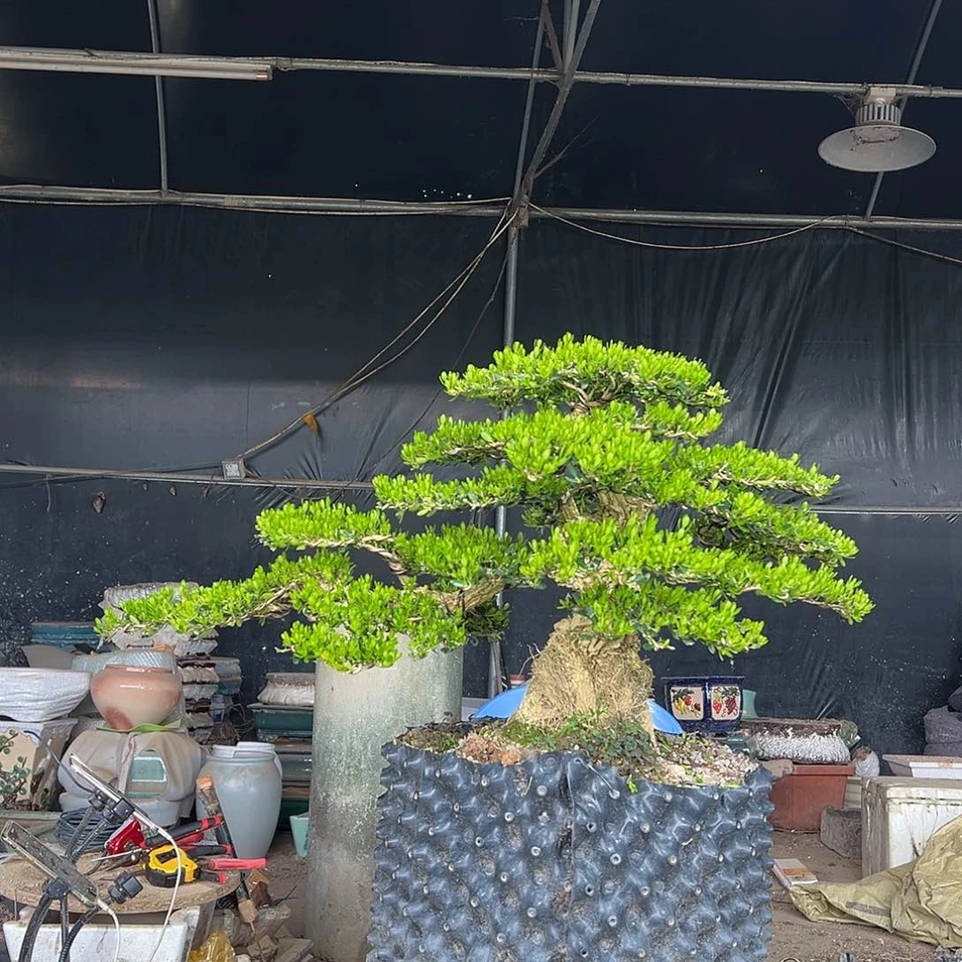 无花朵广东雀舌黄杨盆景