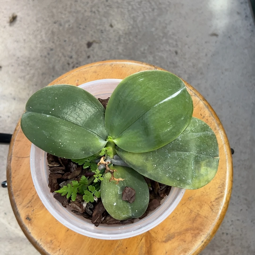 诀***.完全开放彩虹520 很少