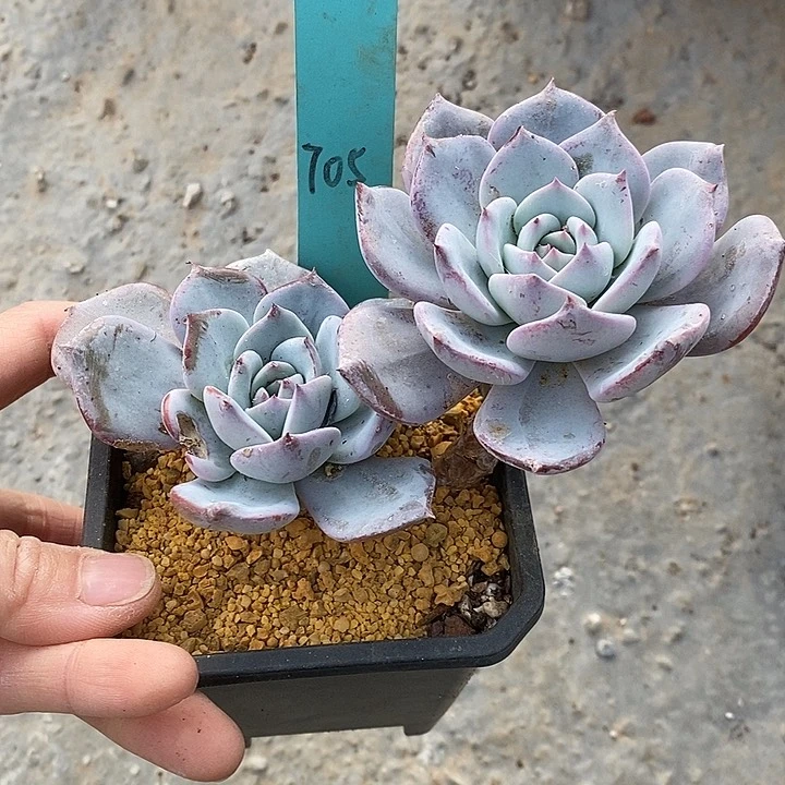 705多肉植物老桩