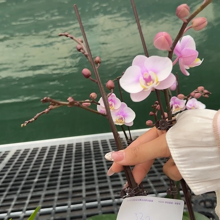 睛***天大部分开放少量花苞330