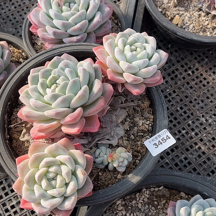 O***e阿雅园艺。        3454