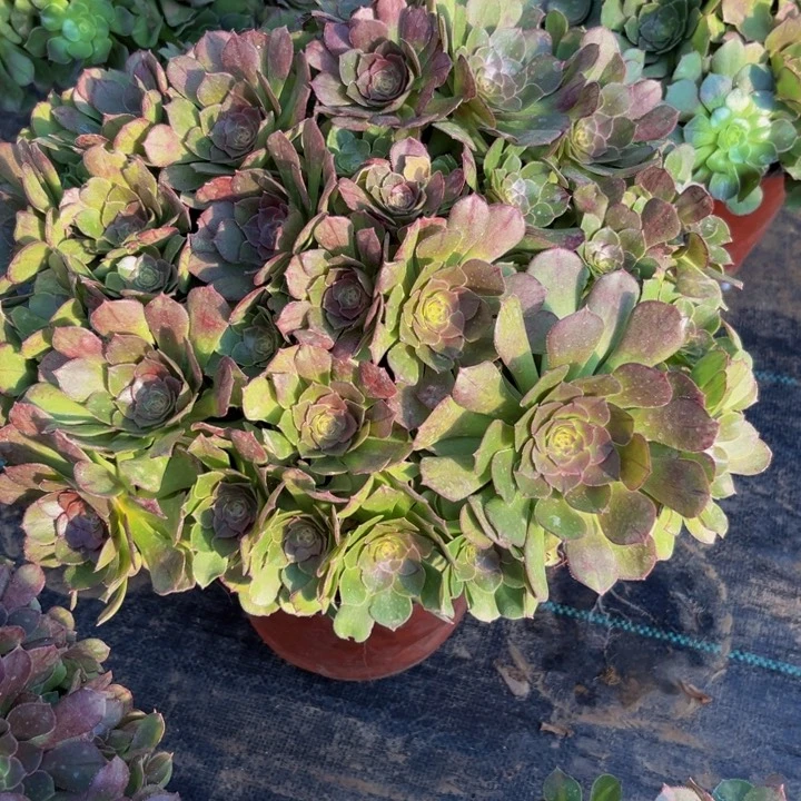 114多肉植物一物一拍