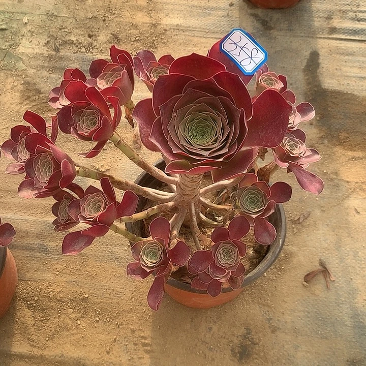 多肉植物魅金玫瑰358号