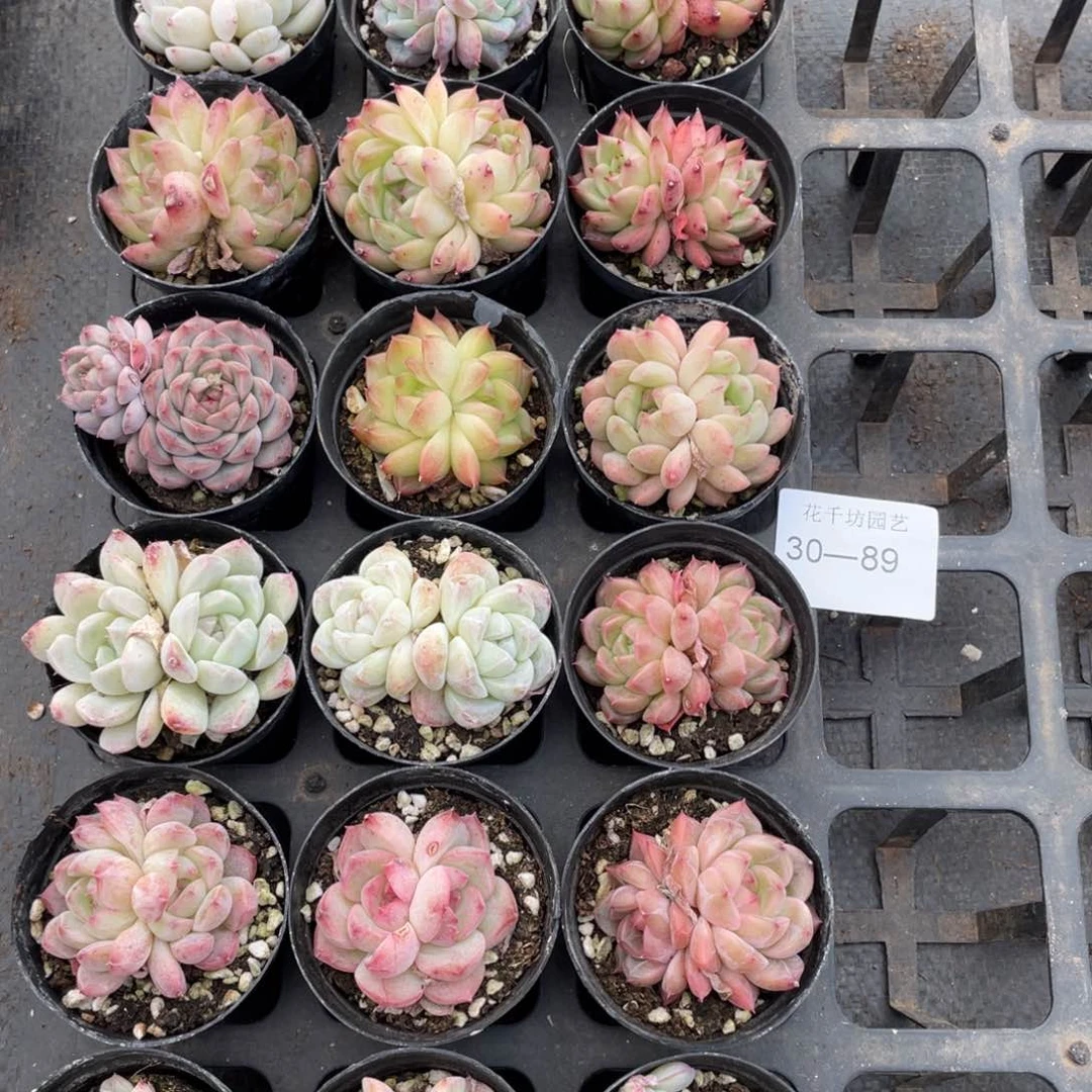 小**林一物一拍18颗30-89