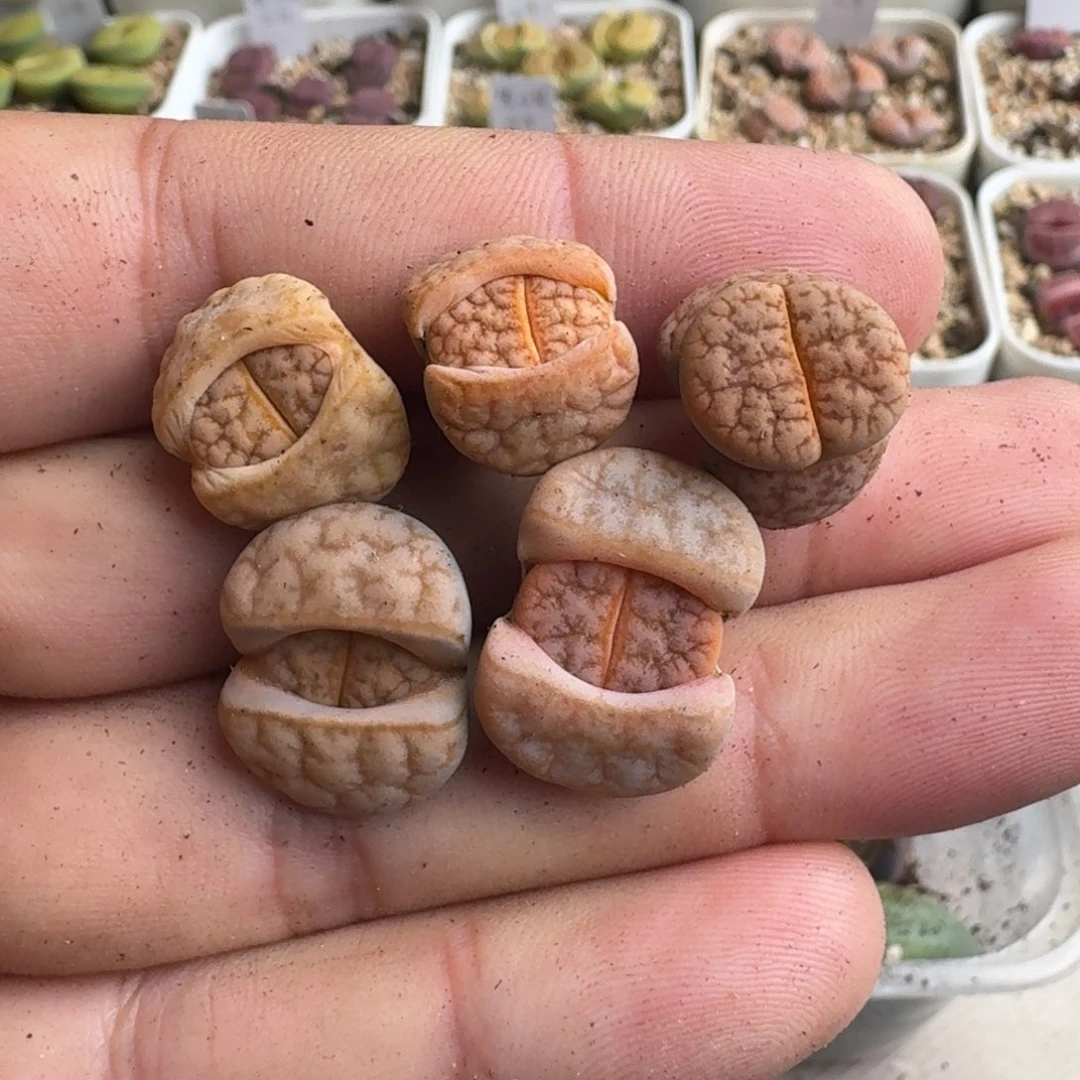 G466拿铁化美荒混合混合三年