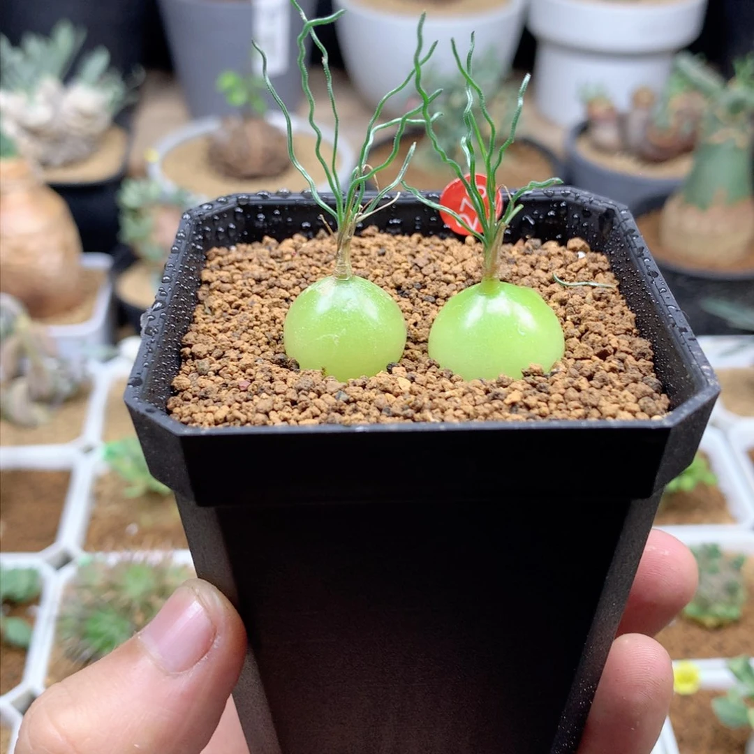 泰迪海葱多肉带盆发货