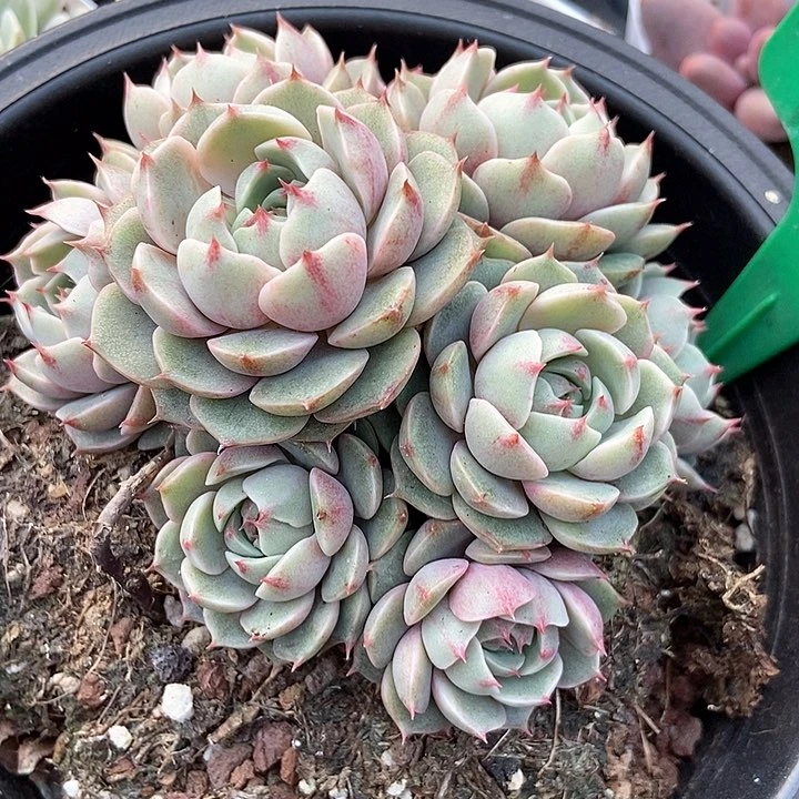 多肉植物笨吧1028