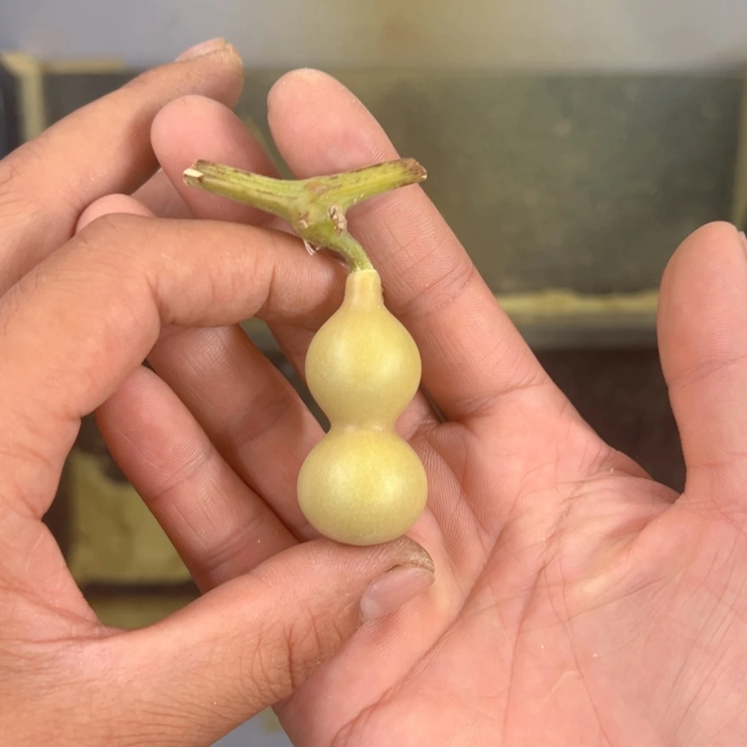 剁***鱼天津嘴儿葫芦葫芦