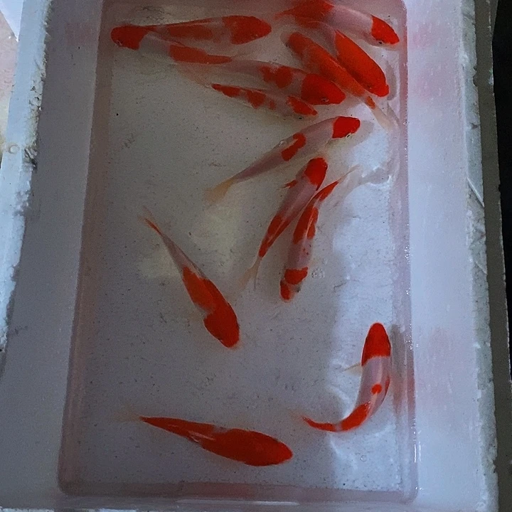 开***鱼锦鲤锦鲤活鱼开箱包活