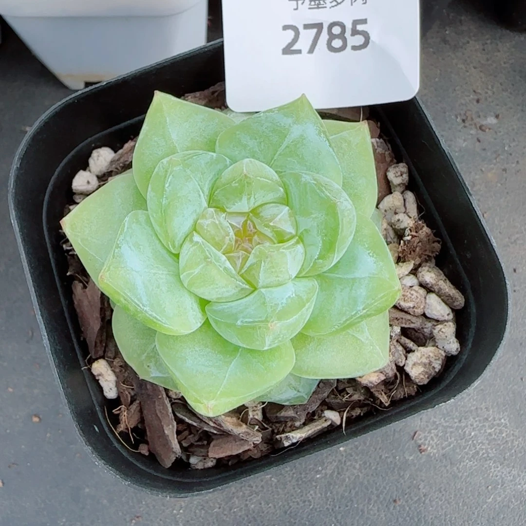 孤品珍妮，2785多肉植物