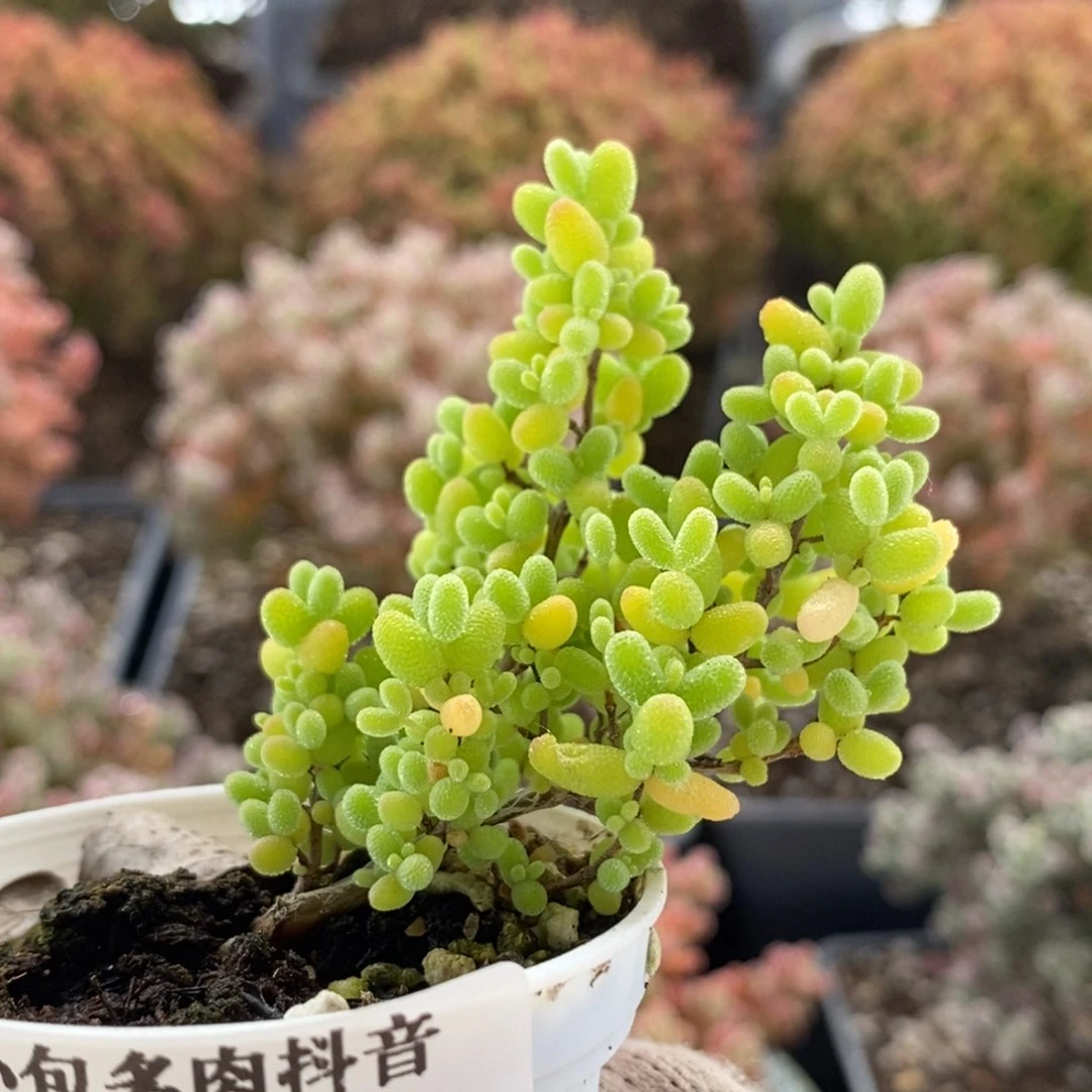 蜜橘糖球5543枝干番杏