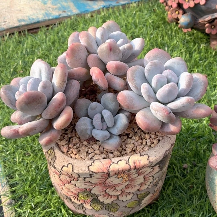 多肉植物 香水石化-4