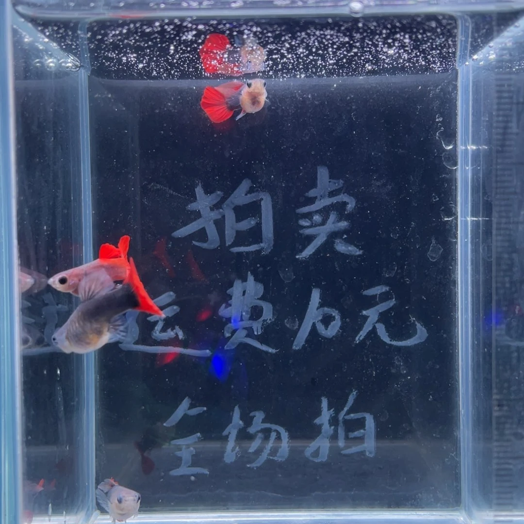 孔雀鱼红扇玻璃猫练手鱼四条