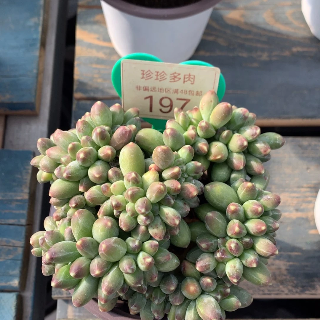 千代田之松缀化197