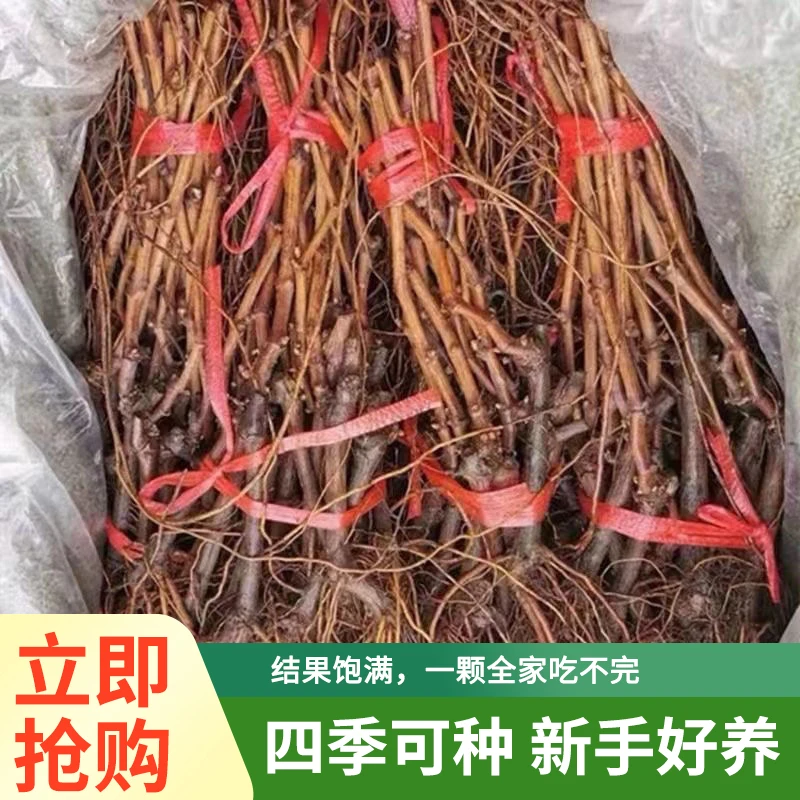 老品种玫瑰香葡萄苗特惠