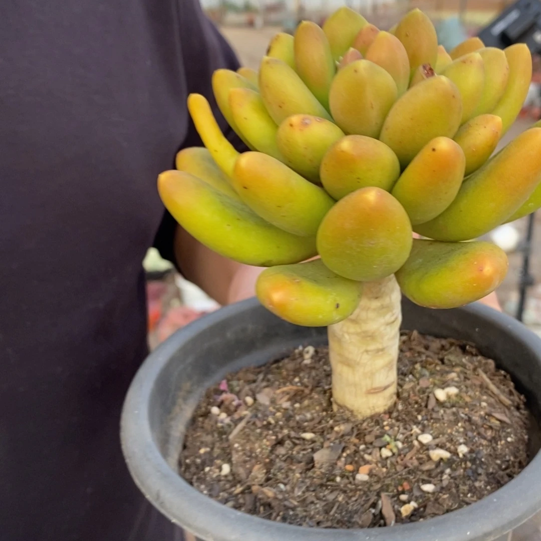 金蝉大单头老桩多肉