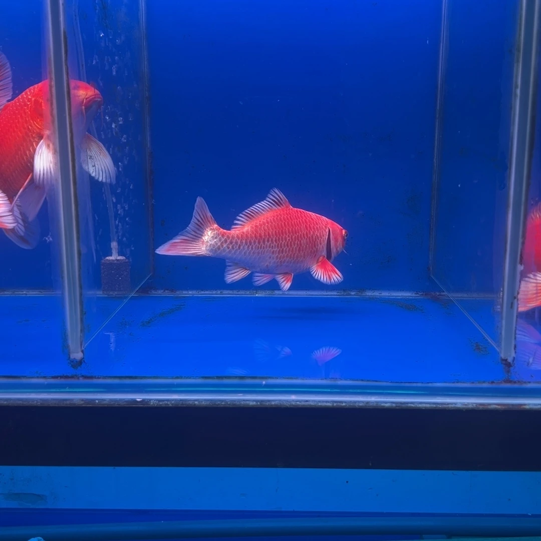 韩***刚蝴蝶鲤鱼红色蝴蝶鲤20公分左右