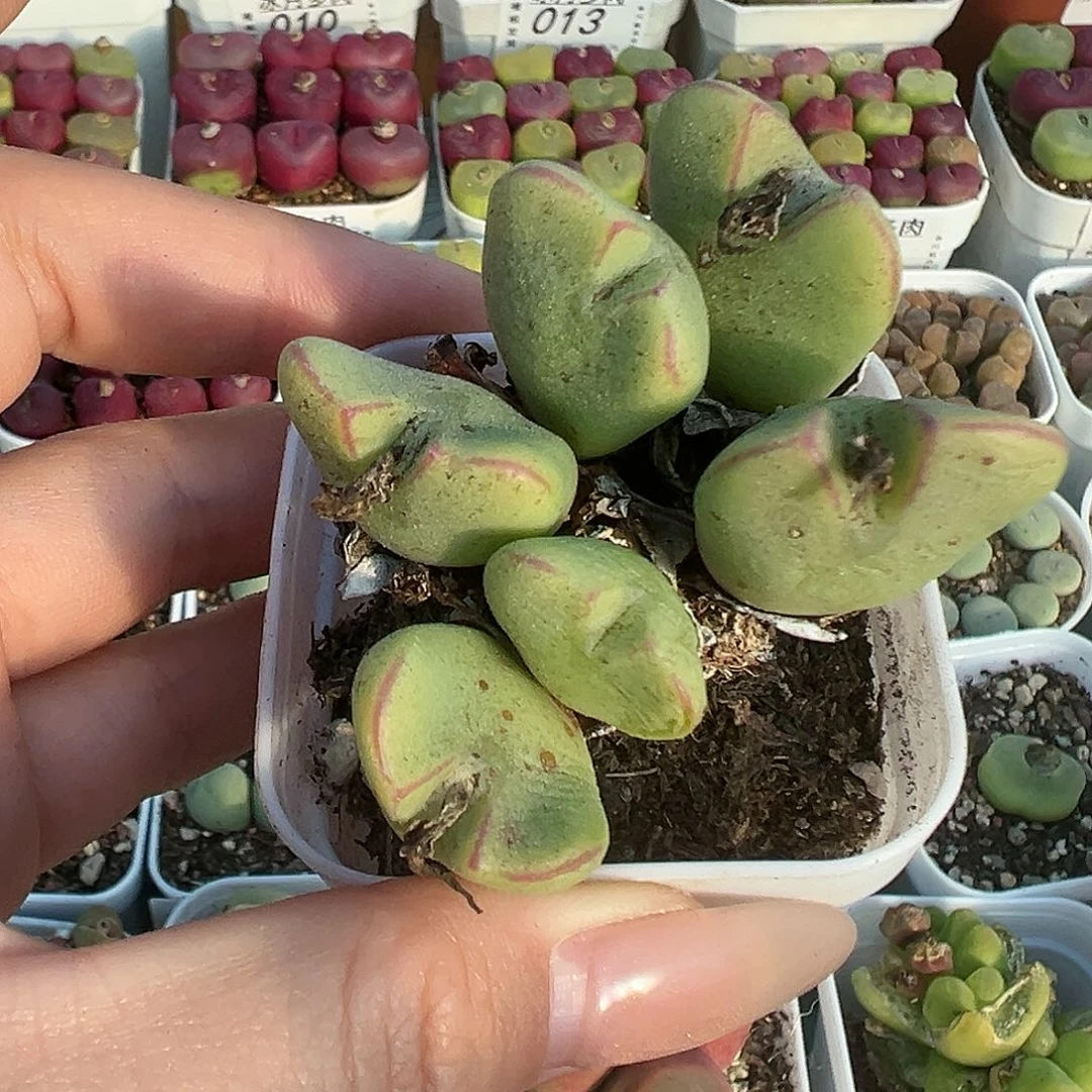 037少将6头带盆土发货