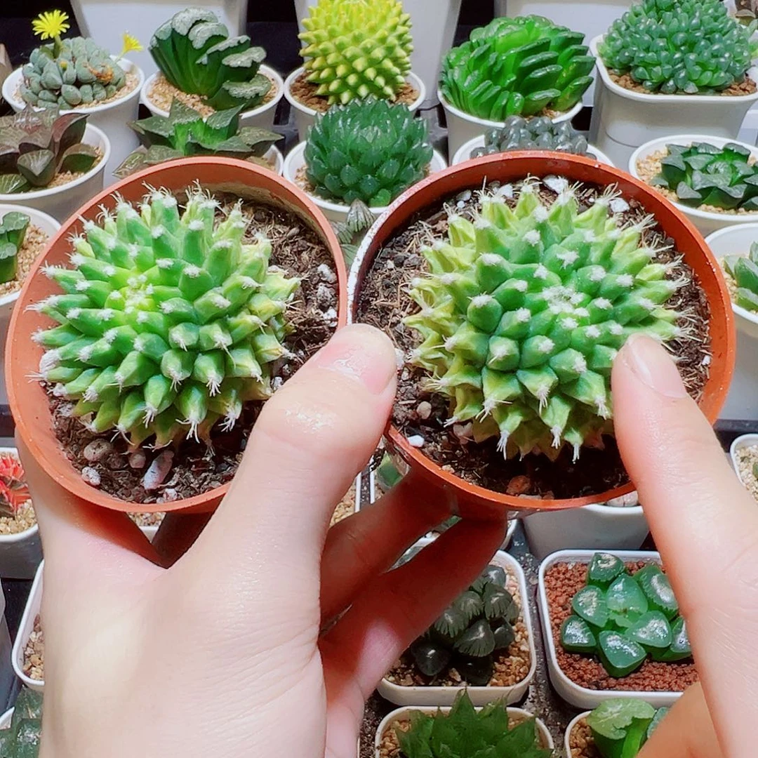 2颗菠萝球，9.9，6666