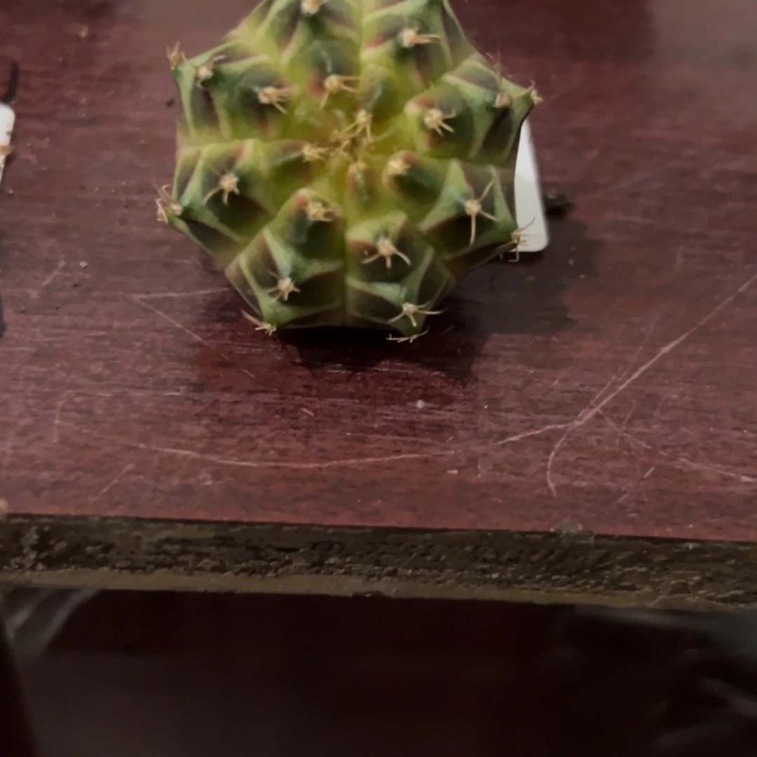 010号轮回仙人球多肉植物