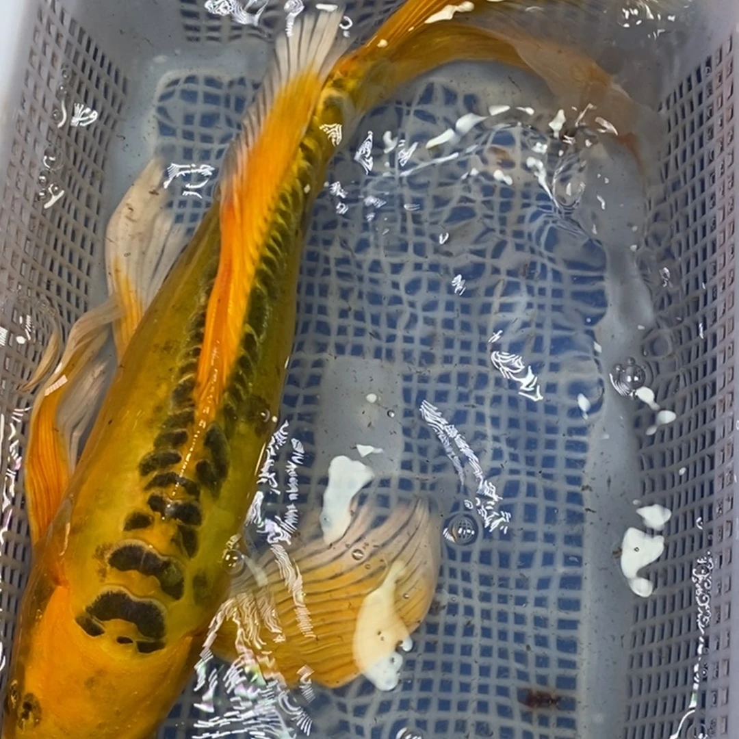 锦鲤冷水锦鲤包邮