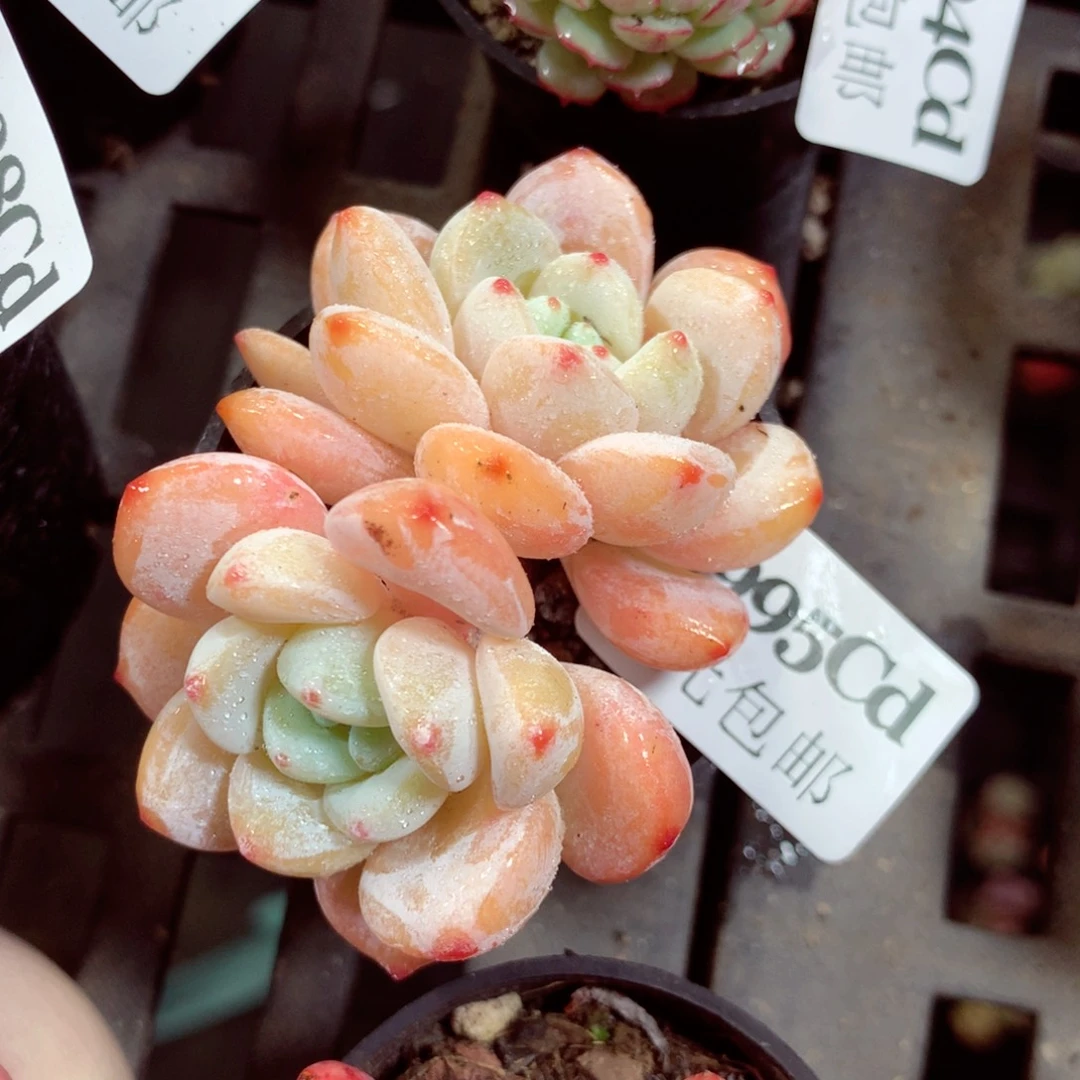 5厘米盆精控多肉3995