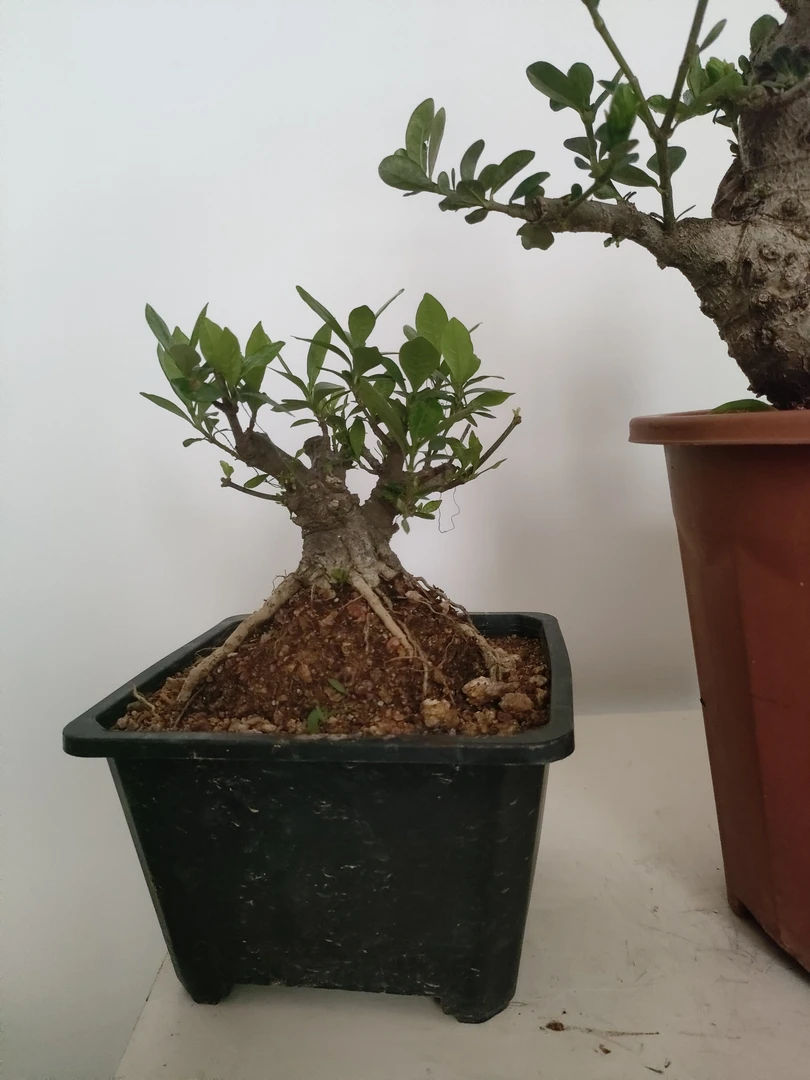 1号日本清誉栀子花粗3公分一组
