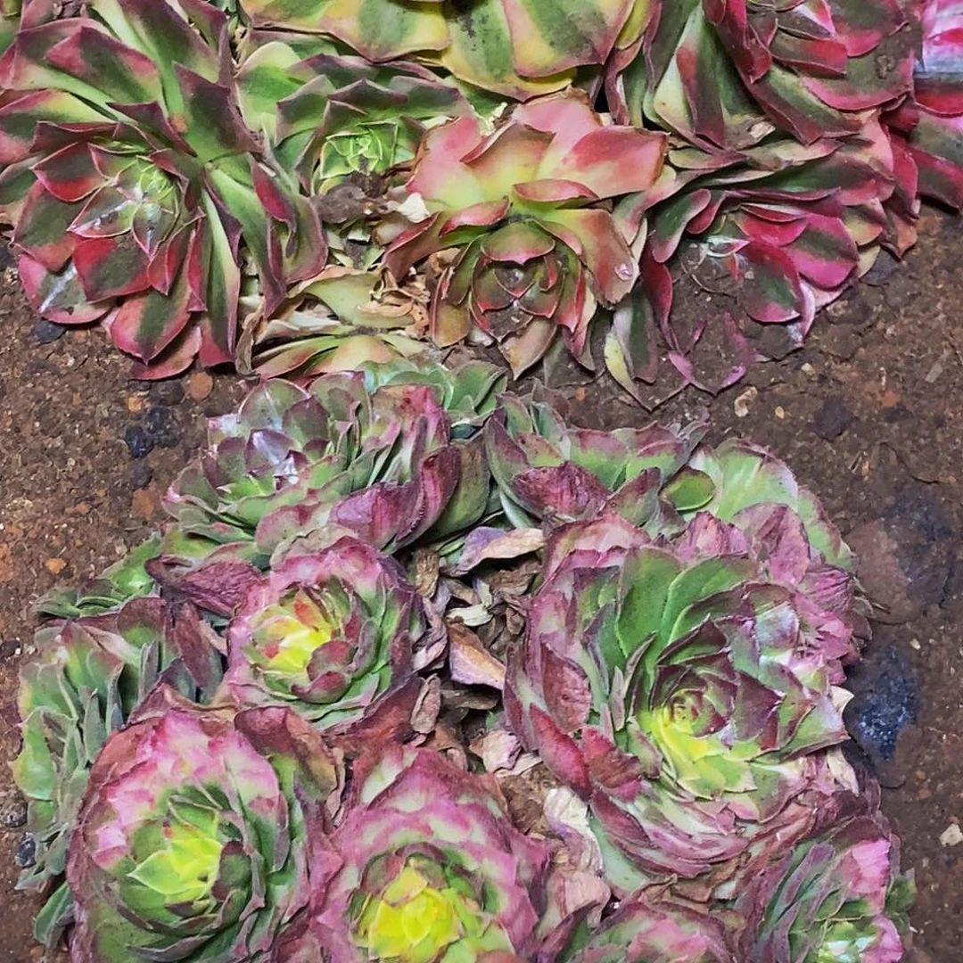 上古园艺多肉法师439