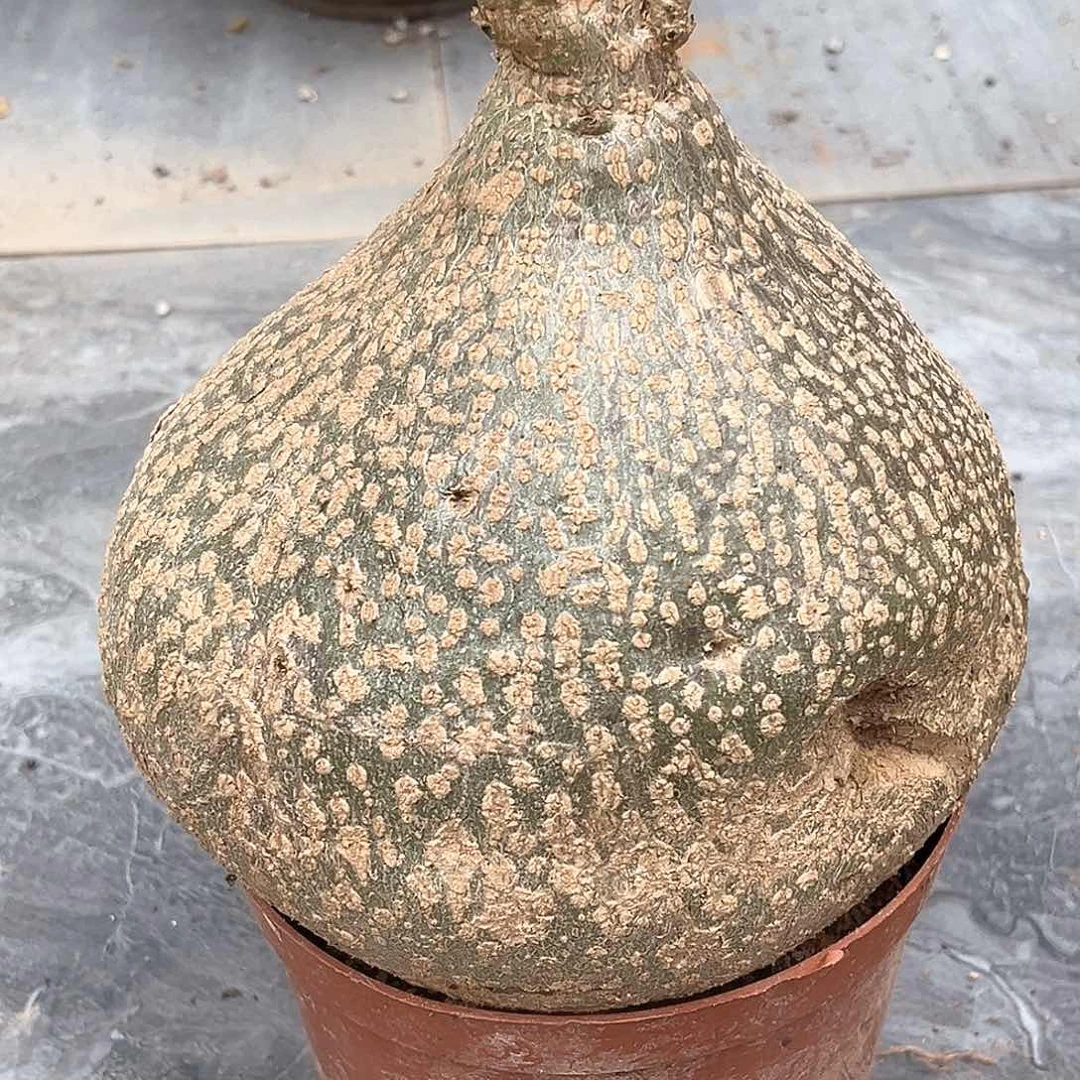 潮流植物银叶睡布袋，15.5公分