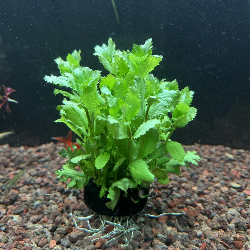 【大坨草】净水之王水罗兰真懒人增氧草缸水草坨草好养活草缸水草