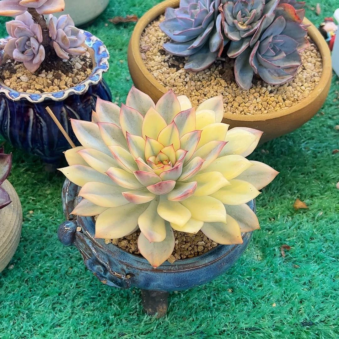 15公分冠幅月光女神锦