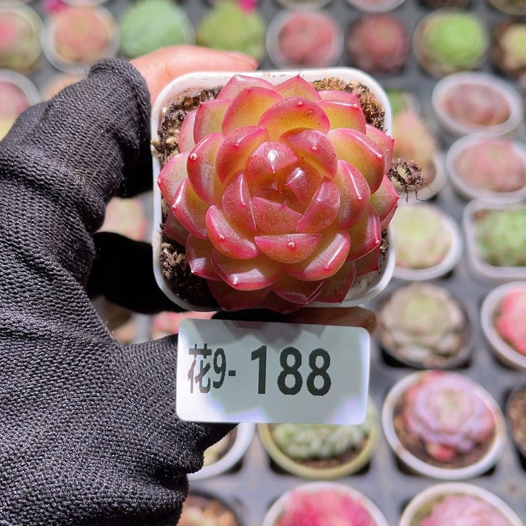 花09-188新品珍妮