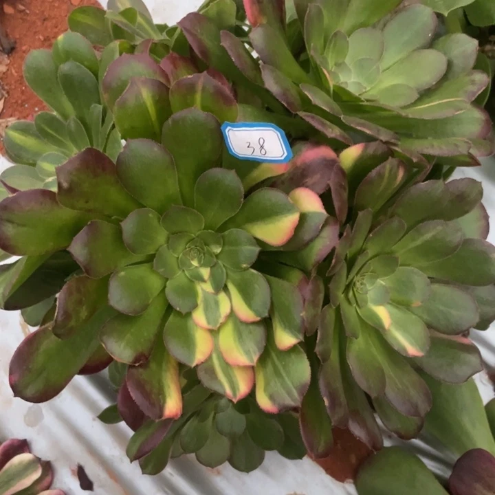 青**水38嫁接韶秀七彩法师